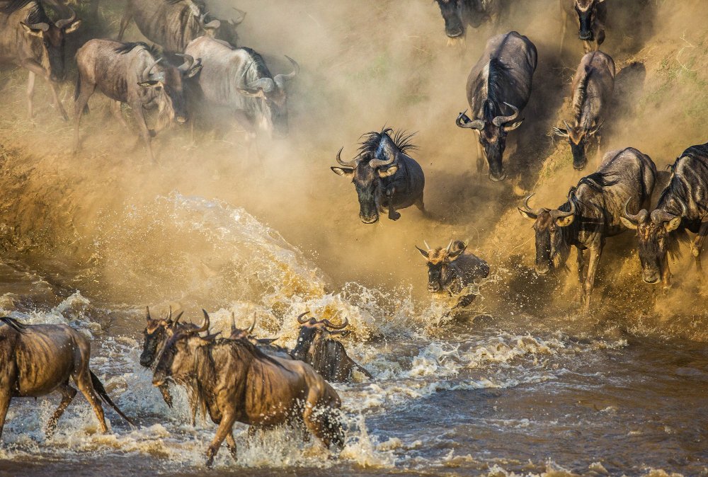 Great Wildebeest Migration